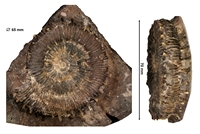 Porpoceras vortex